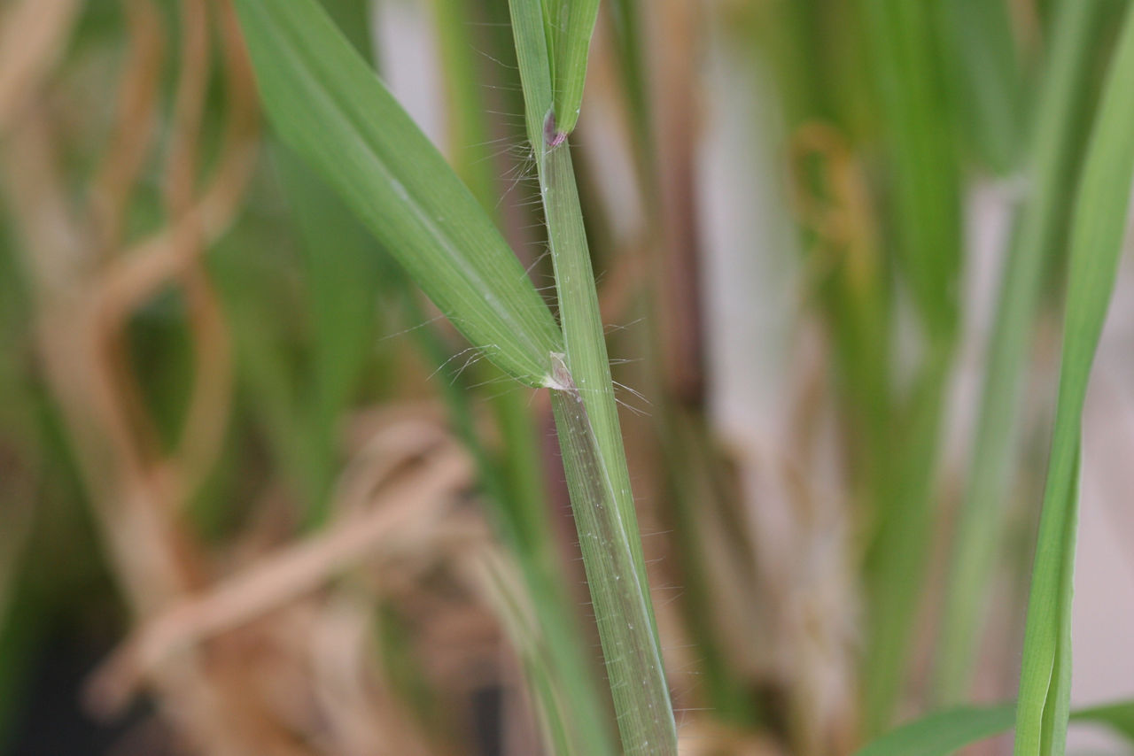 Large crabgrass collar region. Photo courtesy of Steven Gower. 